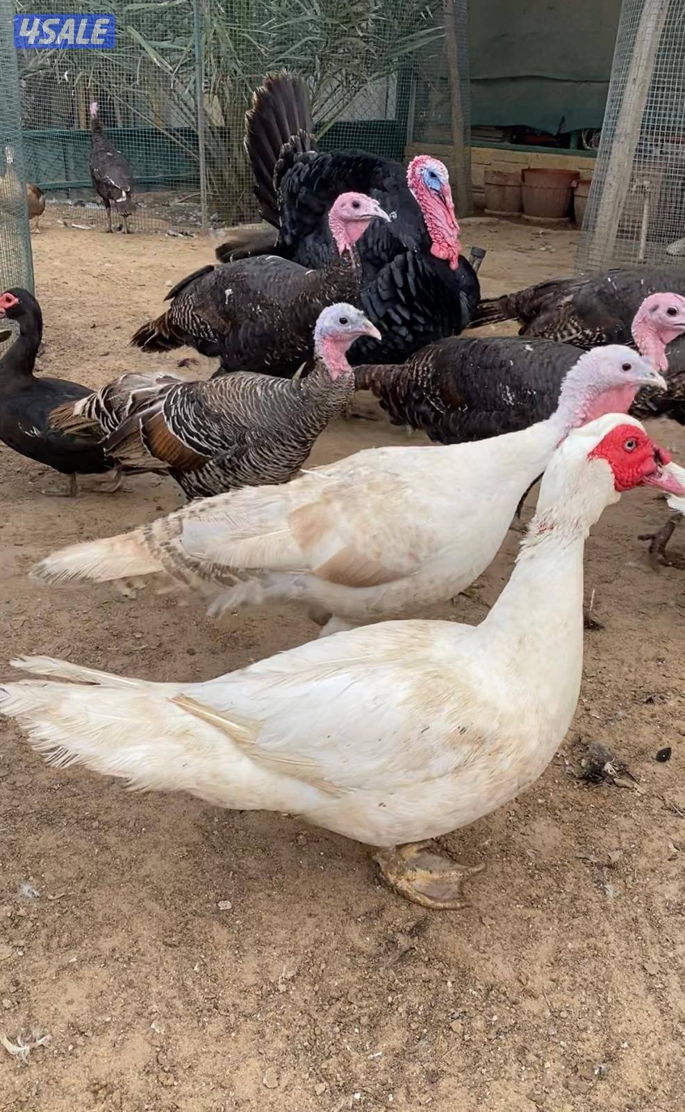 للبيع بط مصري مسكوفي و رومي0