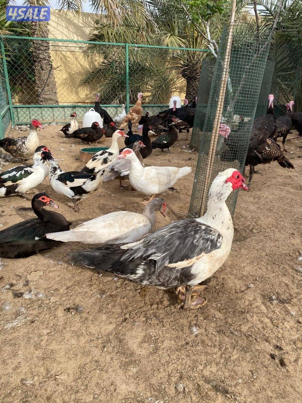 للبيع بط مصري مسكوفي و رومي2