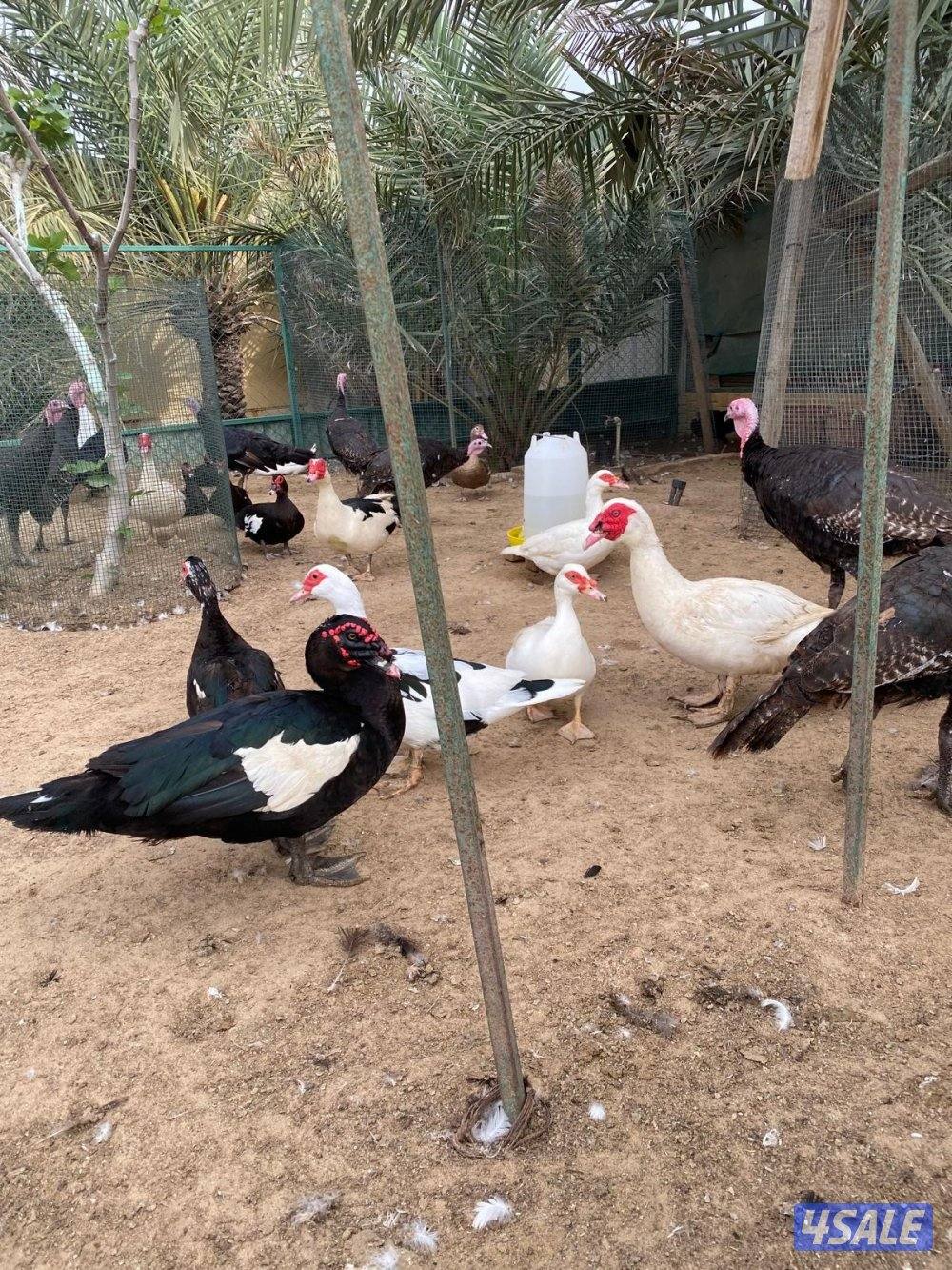 للبيع بط مصري مسكوفي و رومي4