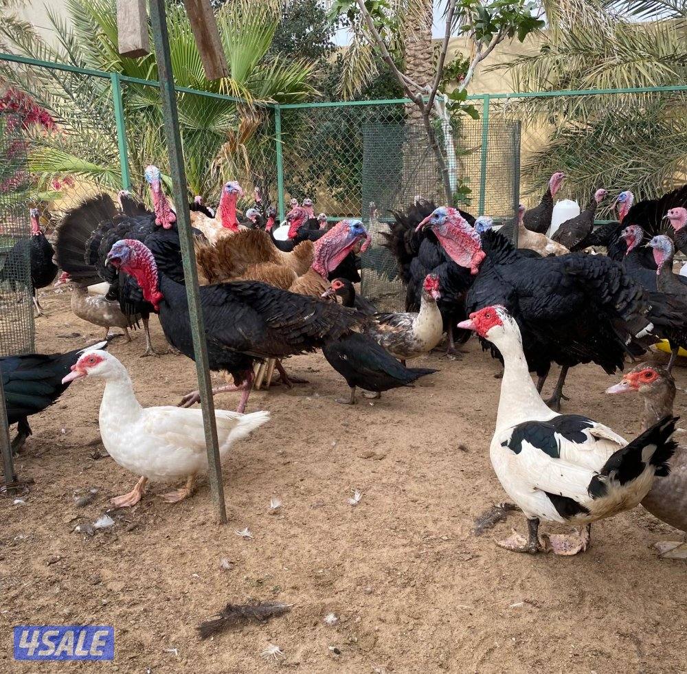 للبيع بط مصري مسكوفي و رومي3