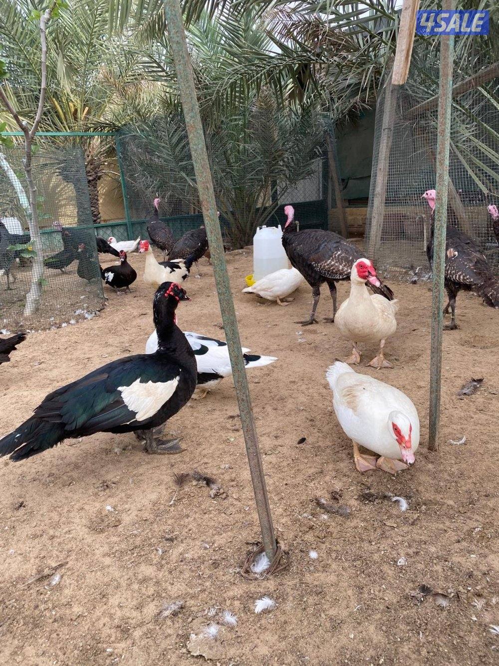 للبيع بط مصري مسكوفي و رومي5