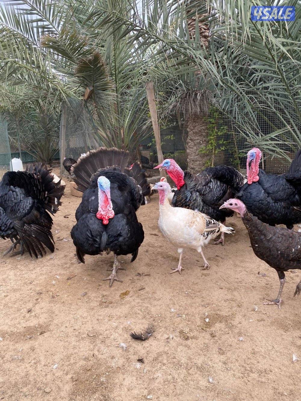 للبيع بط مصري مسكوفي و رومي6