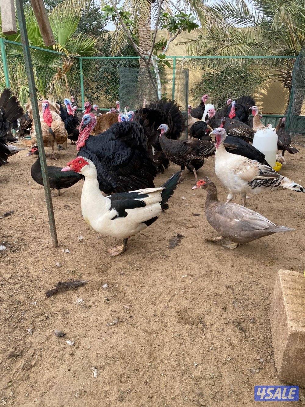 للبيع بط مصري مسكوفي و رومي7