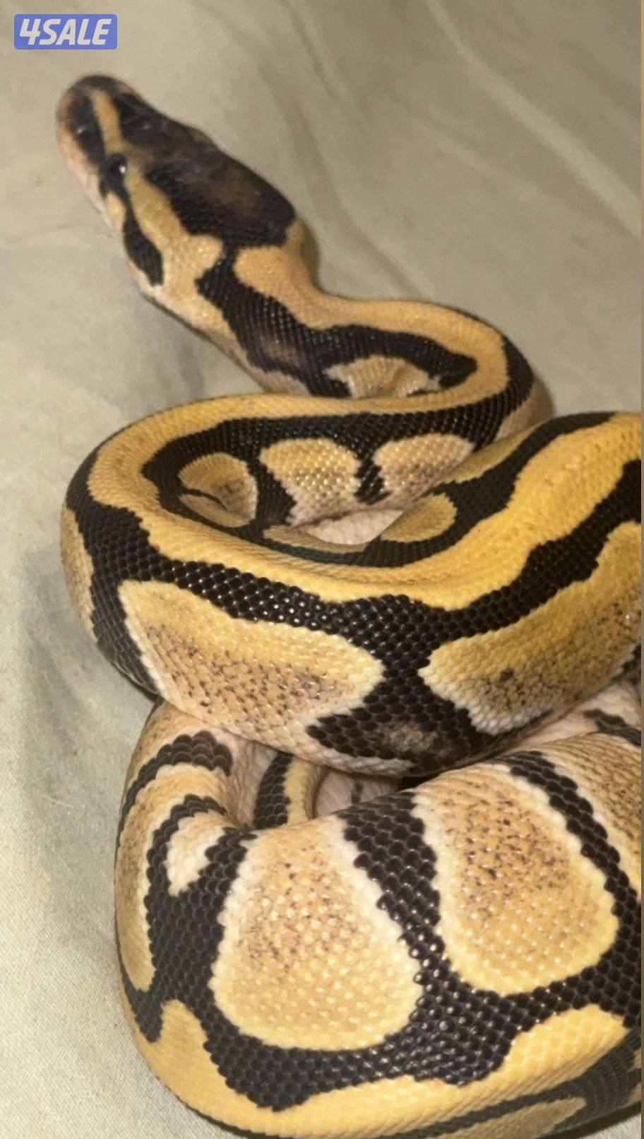 للبيع بول بايثون المواصفات بالاعلان2