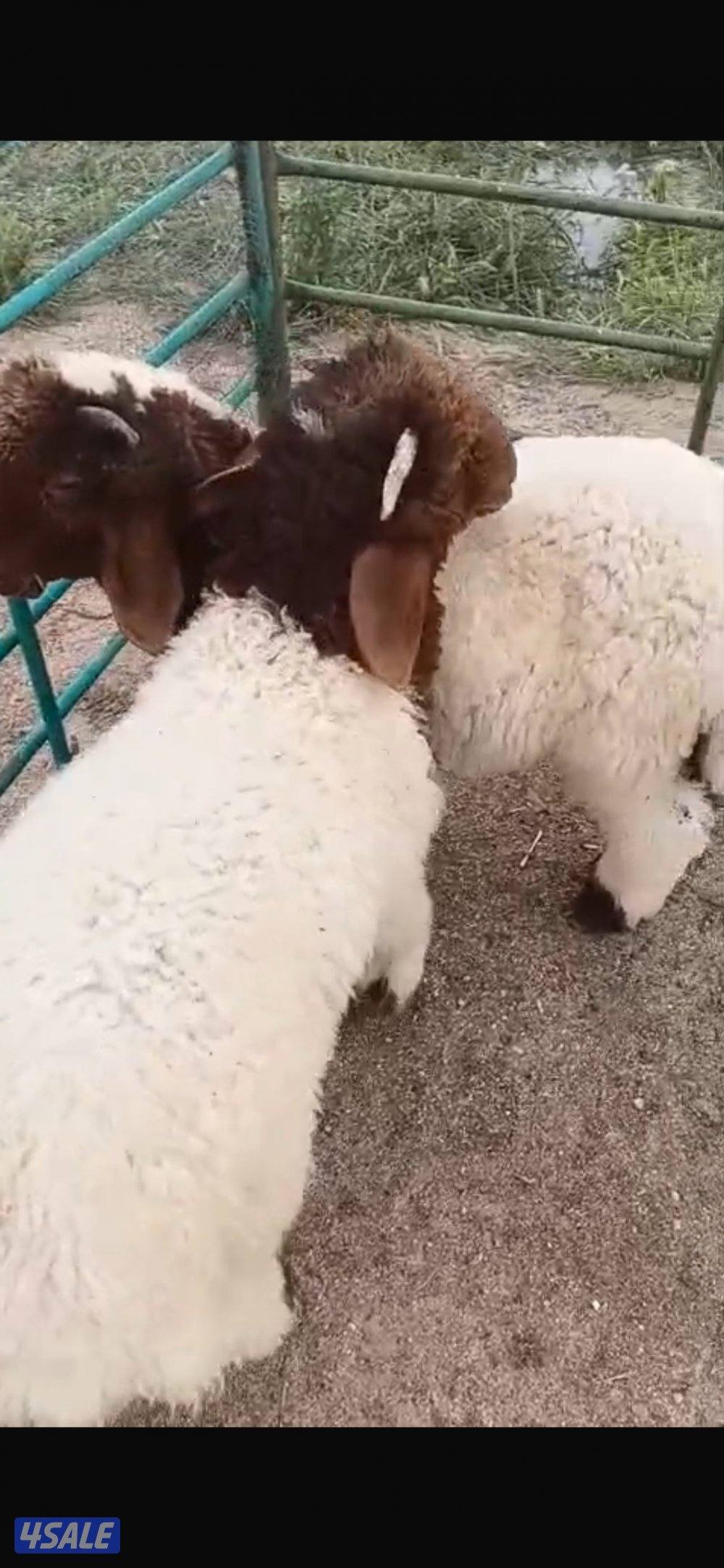 للبيع العبدلي0