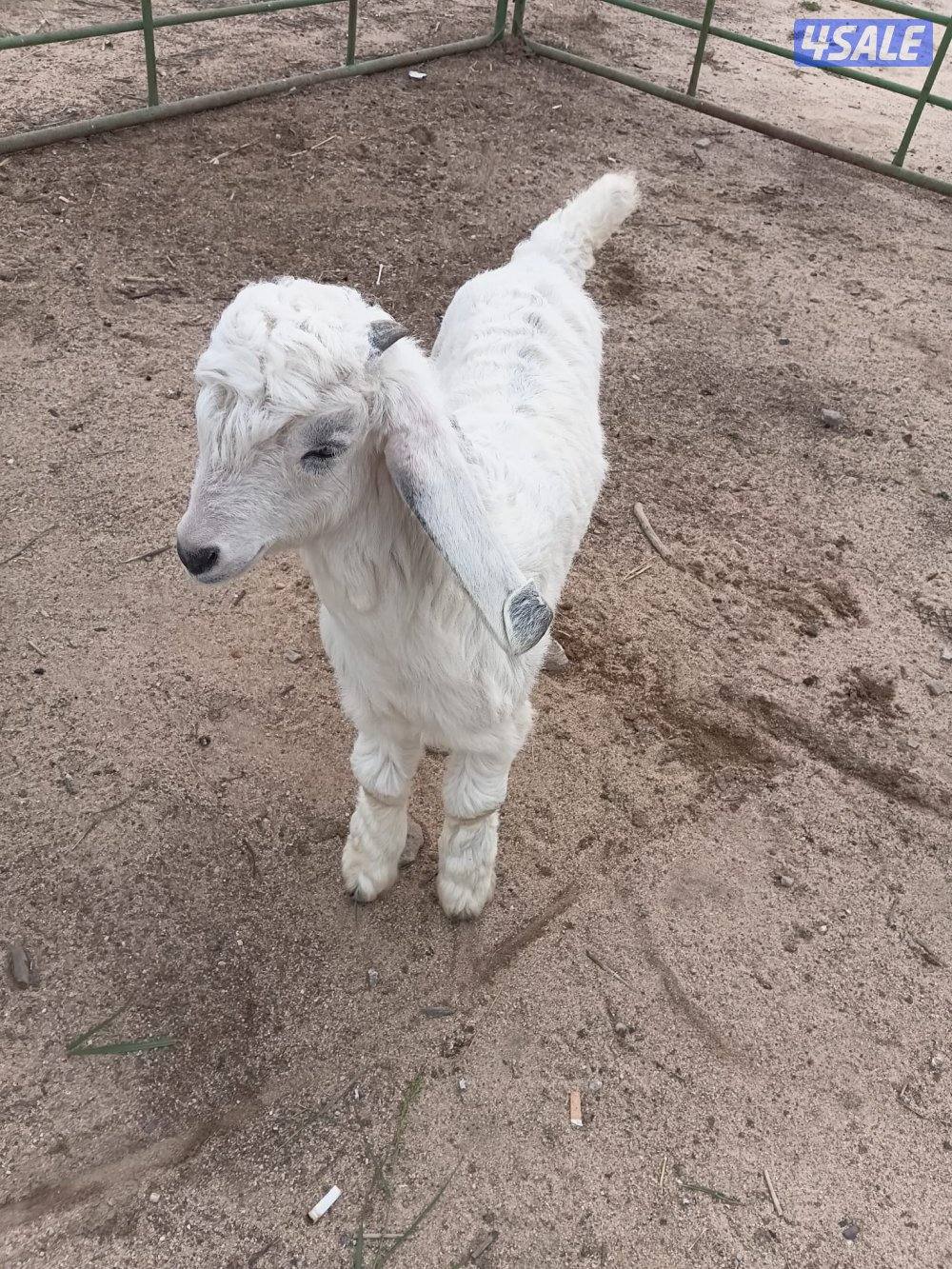 للبيع العبدلي1