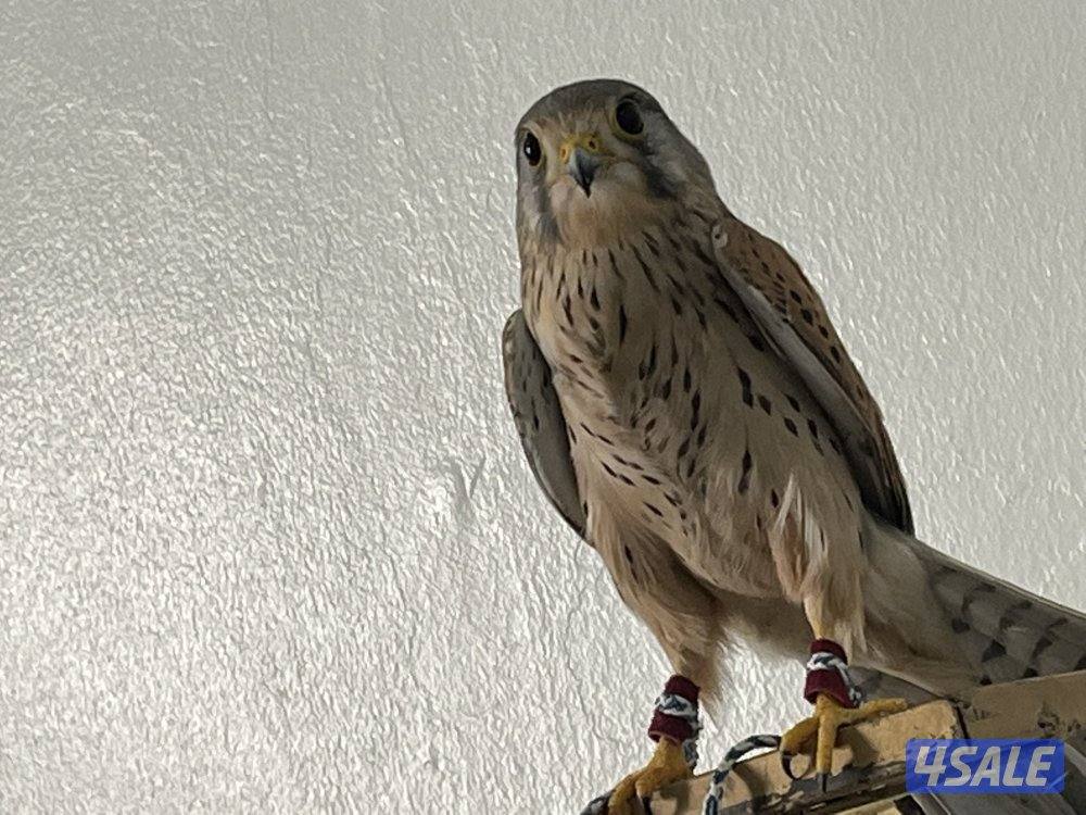 للبيع طير2