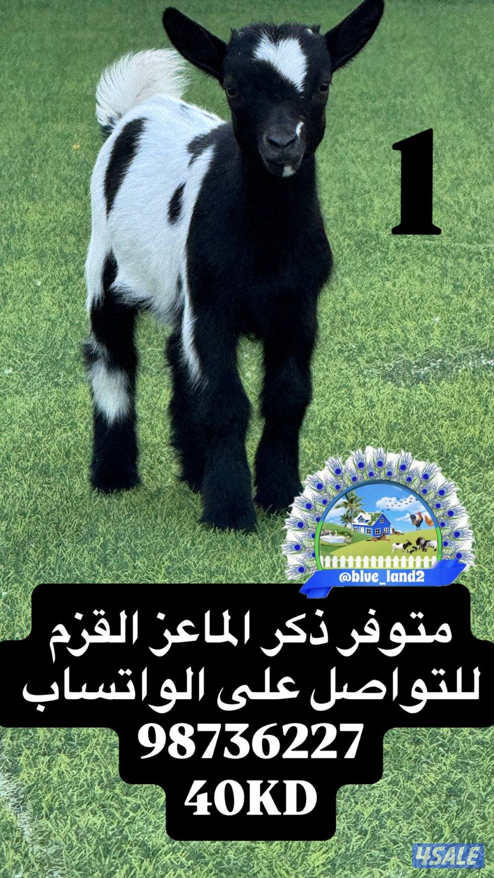 ذكر الماعز القزم1