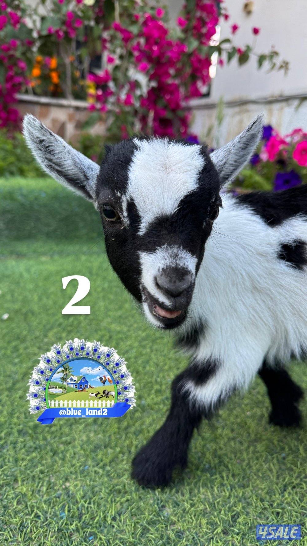 ذكر الماعز القزم0