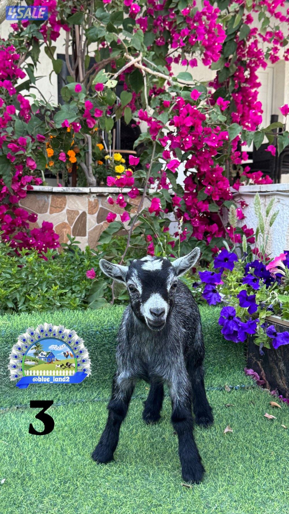 ذكر الماعز القزم2