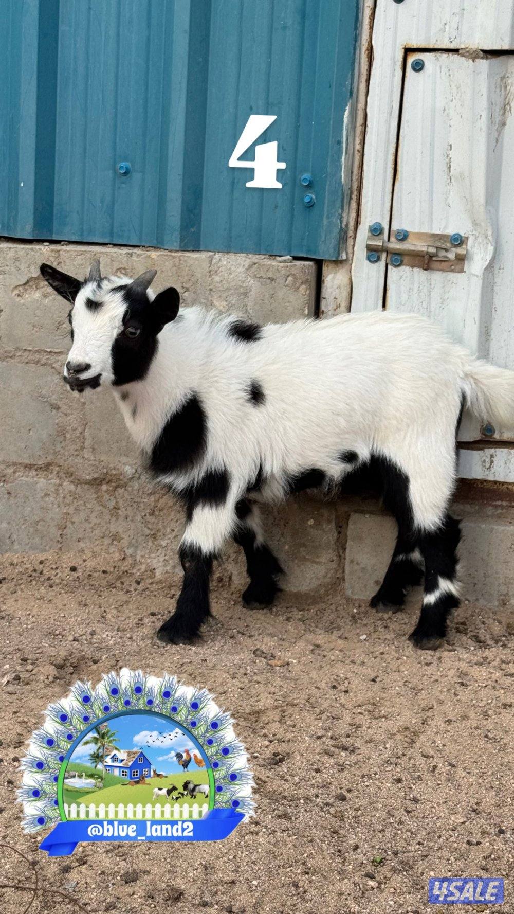 ذكر الماعز القزم3