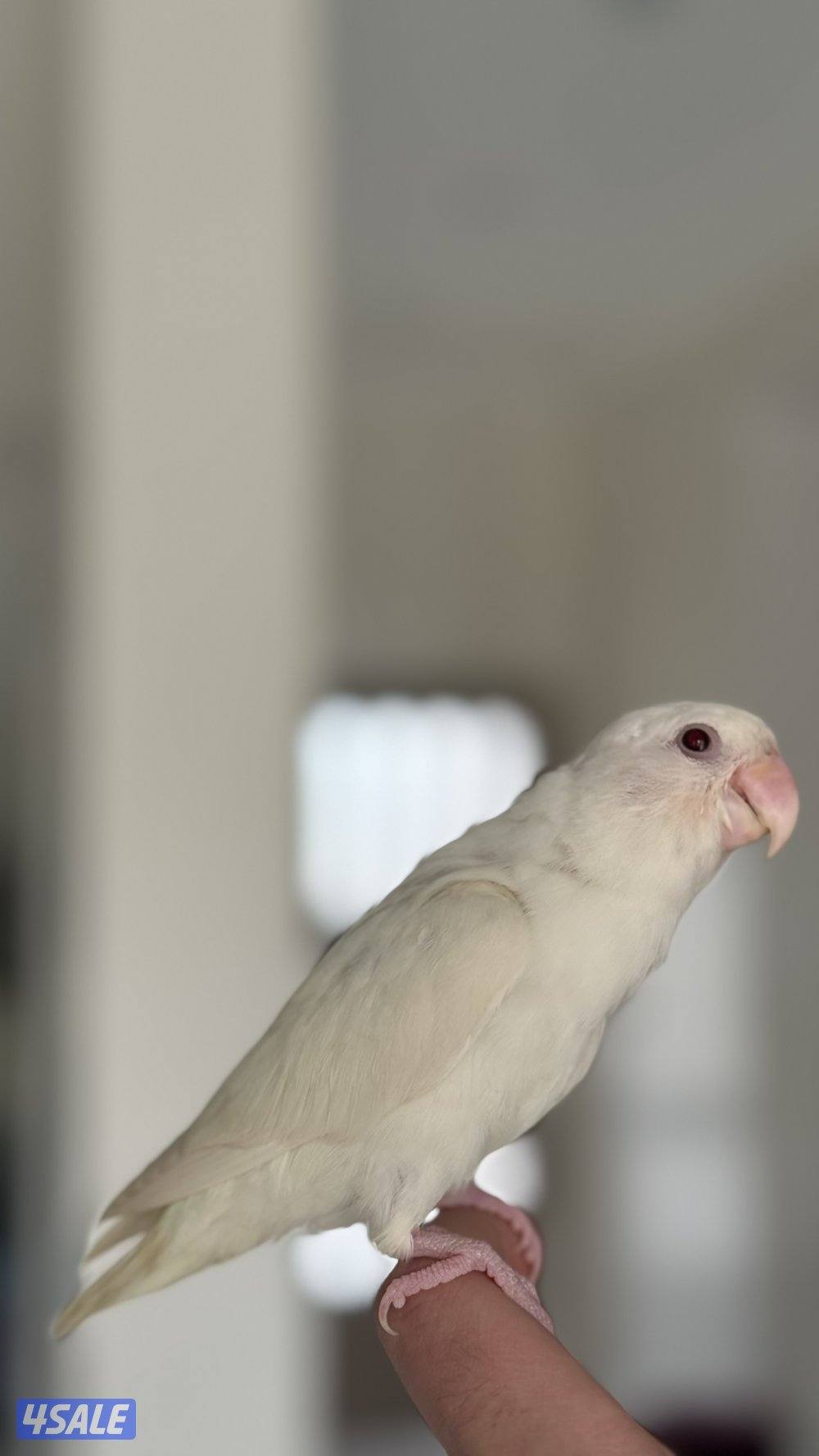 فروخ لوف بيرد ب اقل الاسعار🔥🔥0