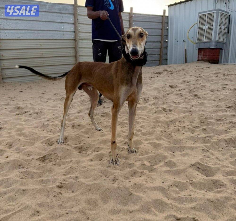 للبيع سلوقي0