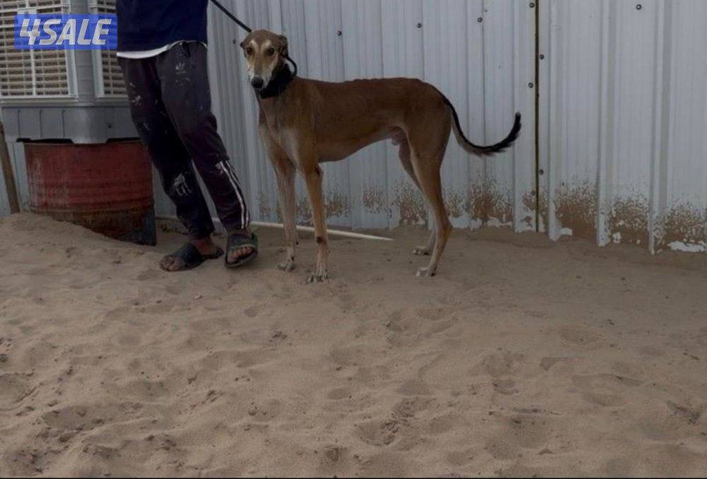 للبيع سلوقي1