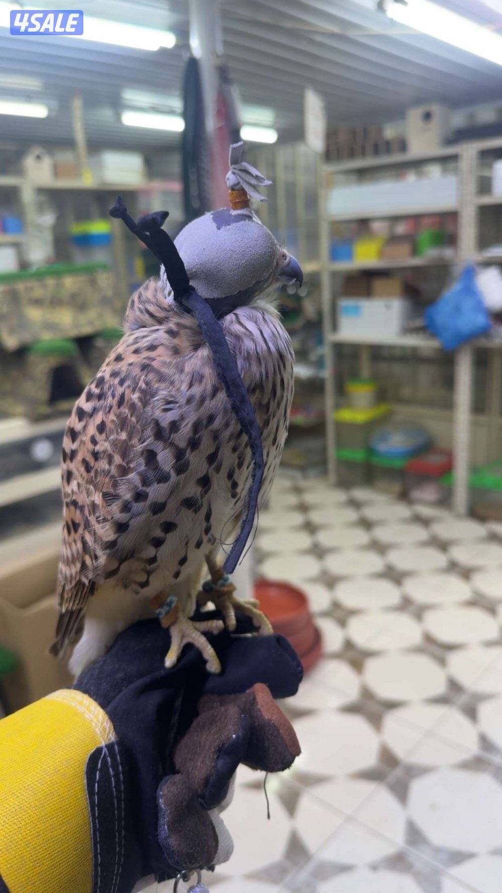 طير حجمه طيب0