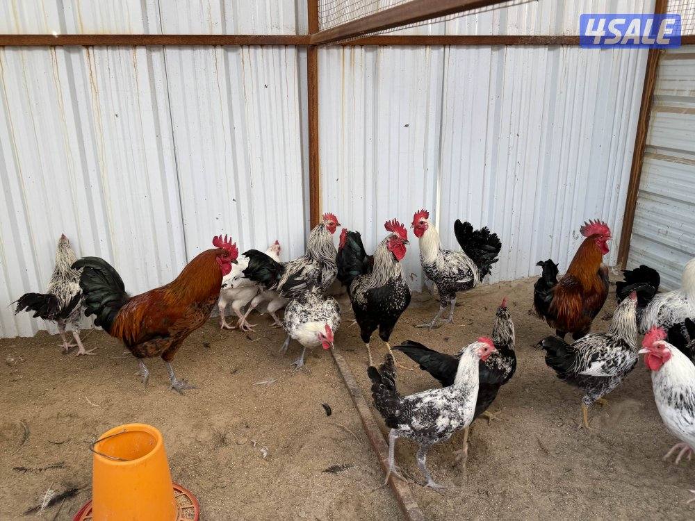 للبيع دياجه0