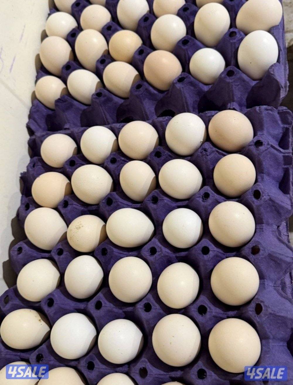 بيض دجاج عربي  ملقح تجميع يومي مستوى صعب1