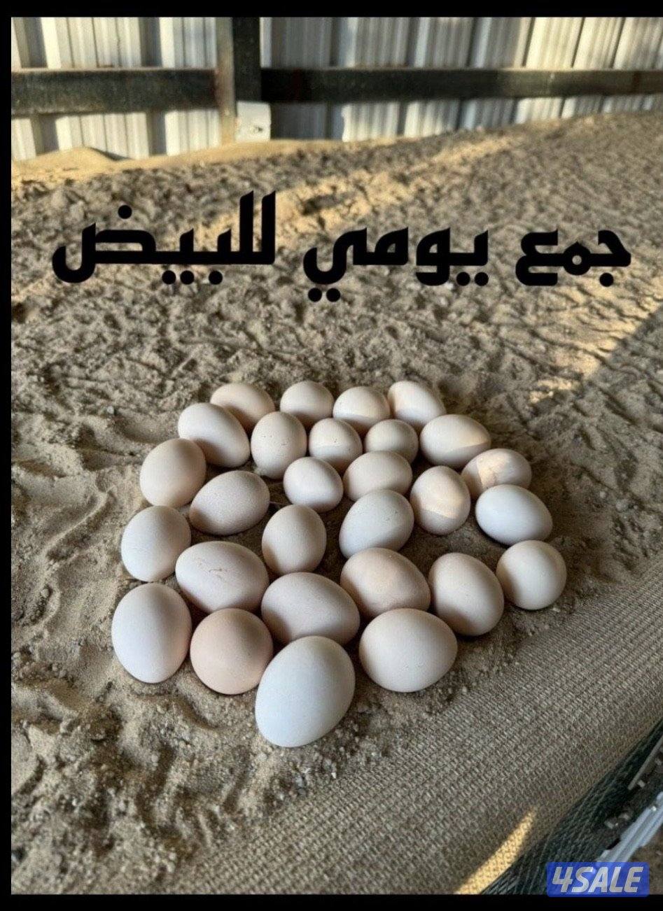 بيض دجاج عربي  ملقح تجميع يومي مستوى صعب2