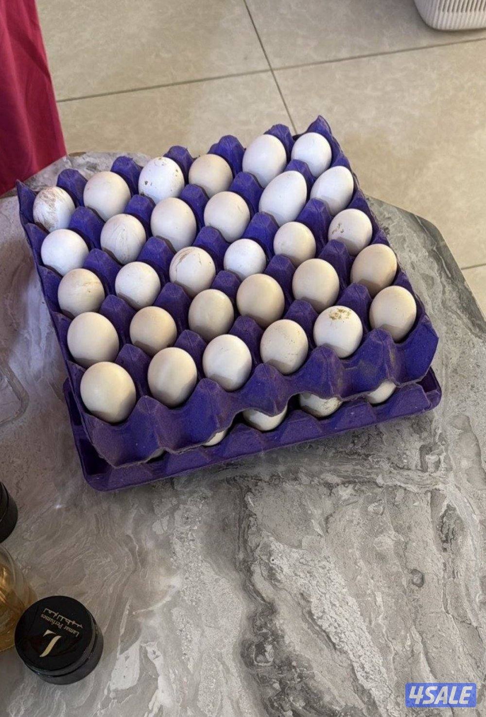 بيض دجاج عربي  ملقح تجميع يومي مستوى صعب3