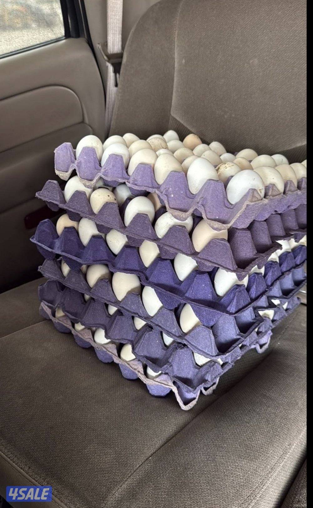 بيض دجاج عربي  ملقح تجميع يومي مستوى صعب4