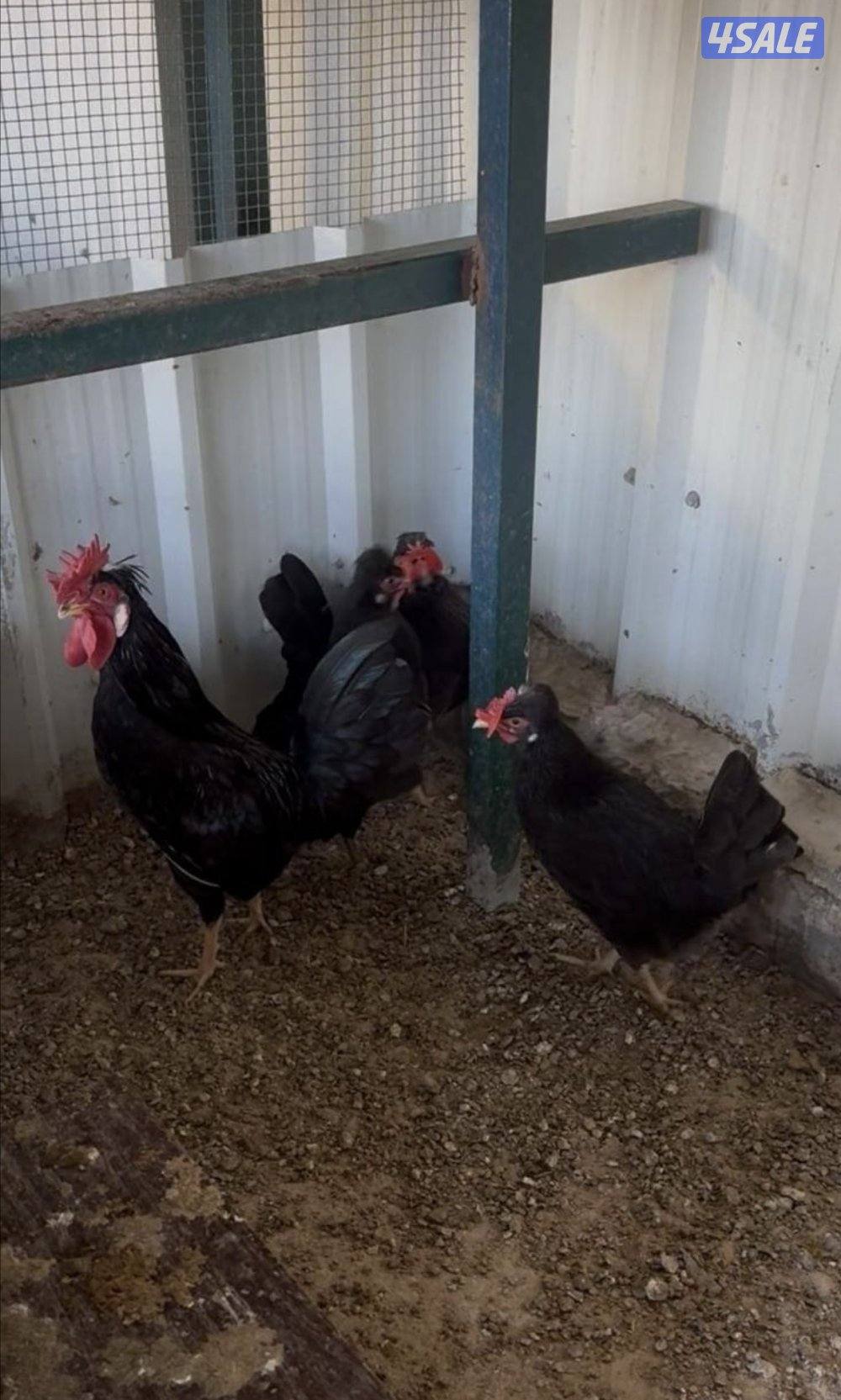 بيض دجاج عربي  ملقح تجميع يومي مستوى صعب5