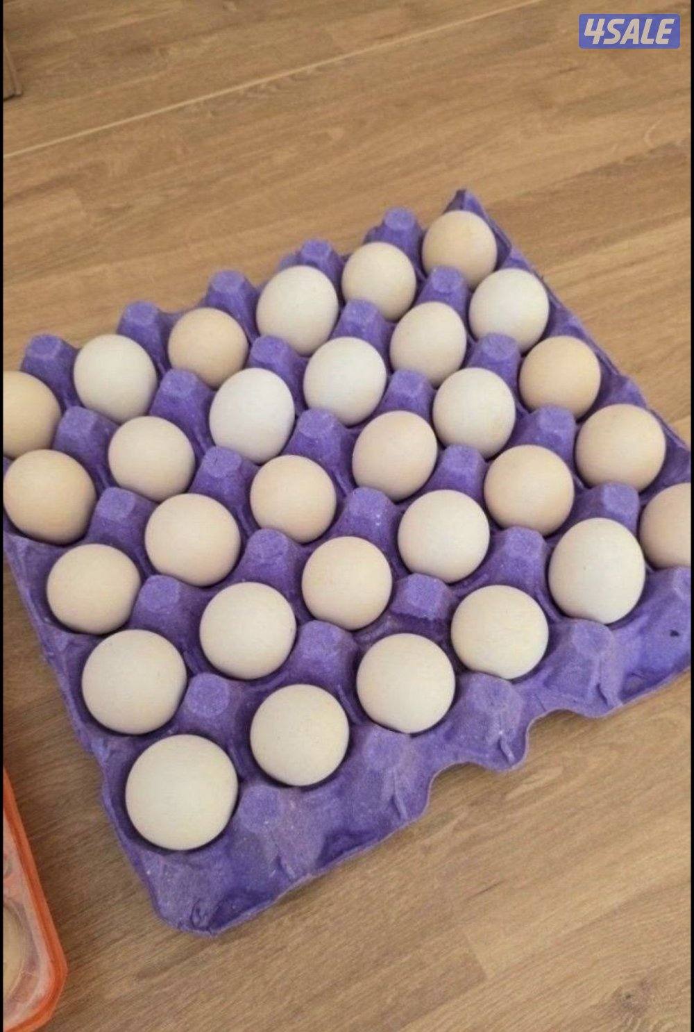 بيض دجاج عربي  ملقح تجميع يومي مستوى صعب6