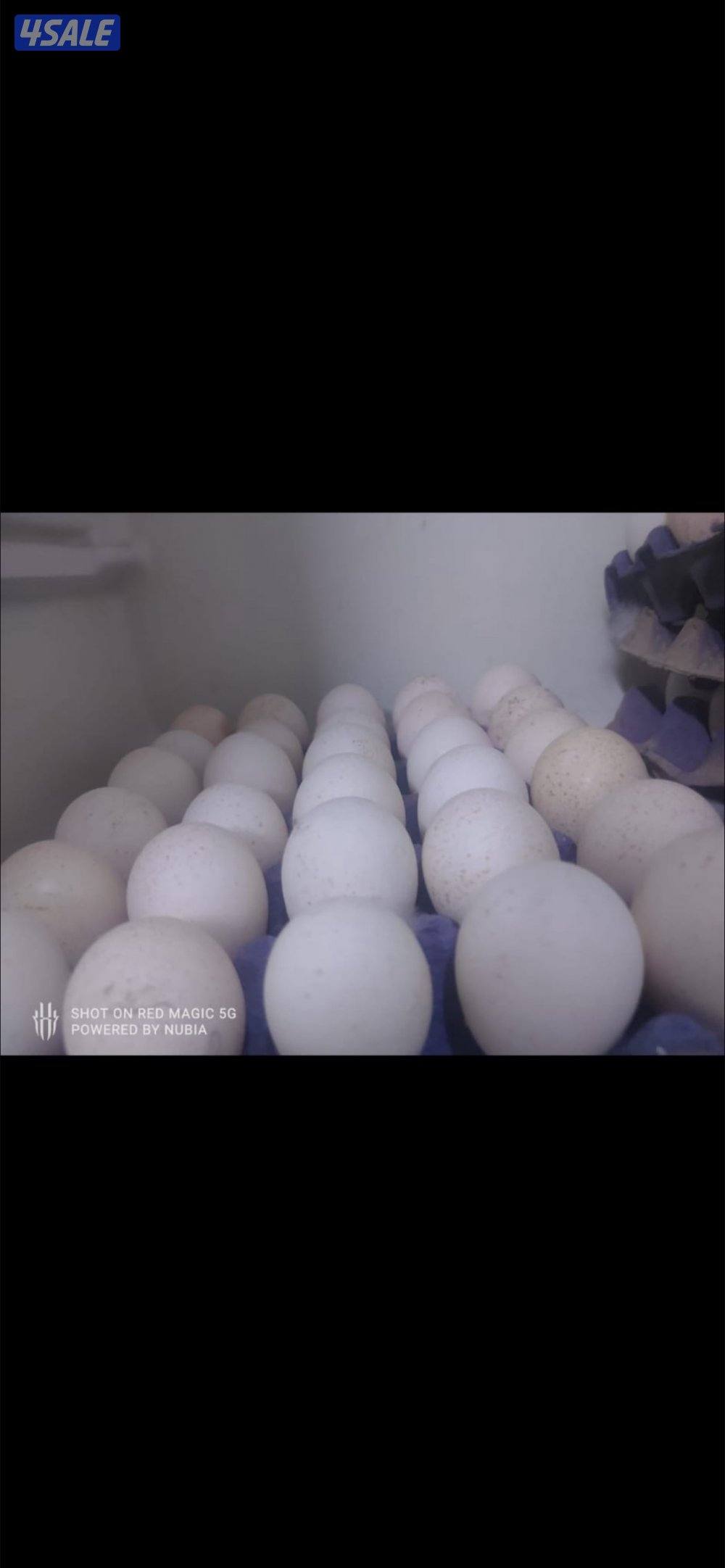 للبيع بيض رومي0