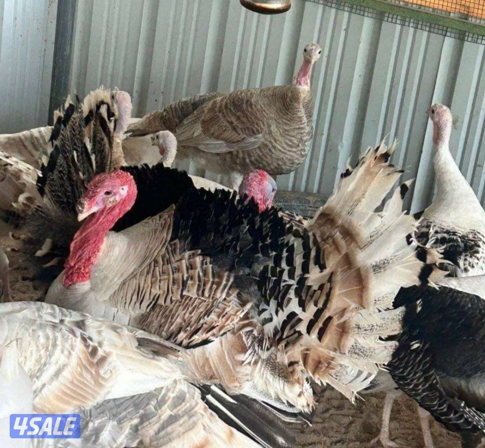 للبيع بيض رومي1