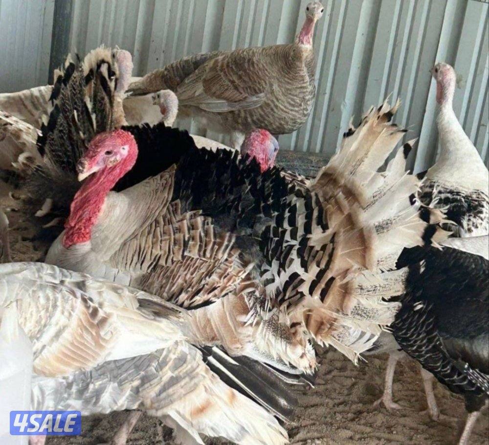 للبيع بيض رومي2