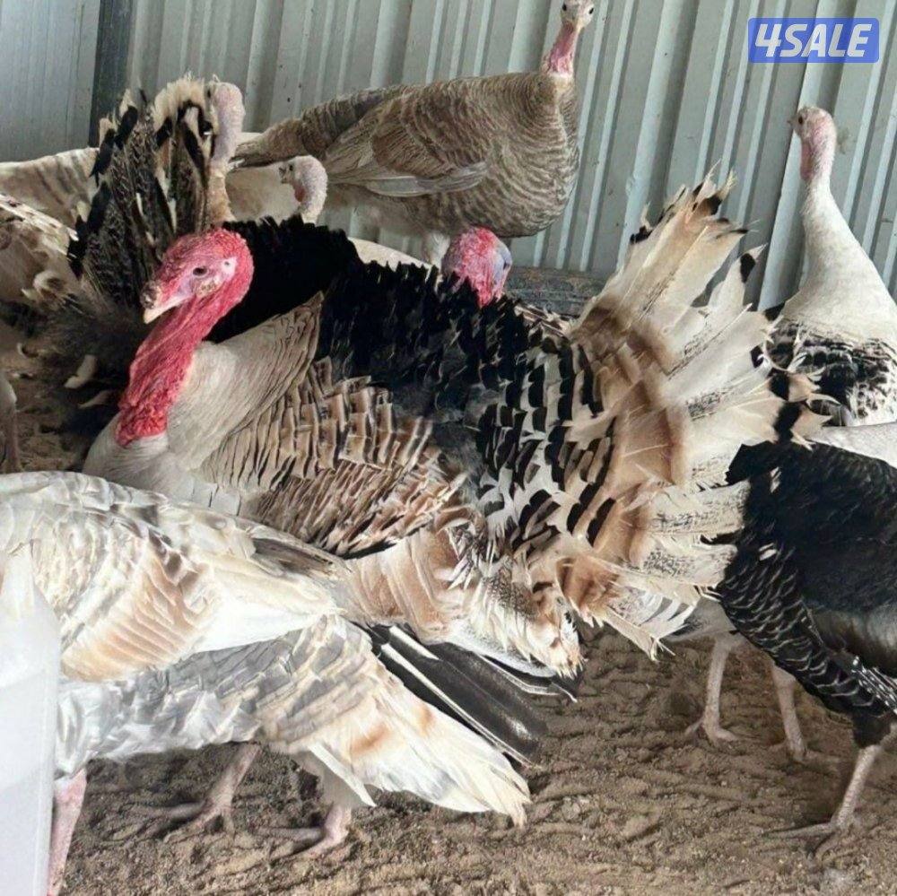 للبيع بيض رومي3