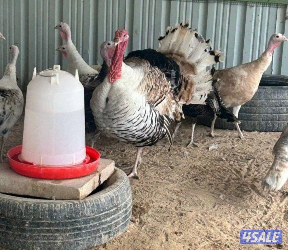 للبيع بيض رومي4