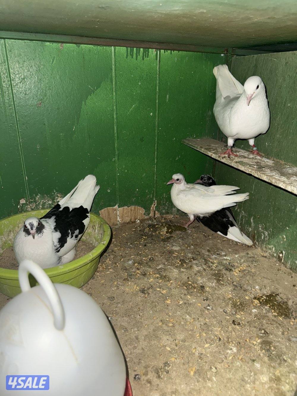 حمام لوت ملاوين0