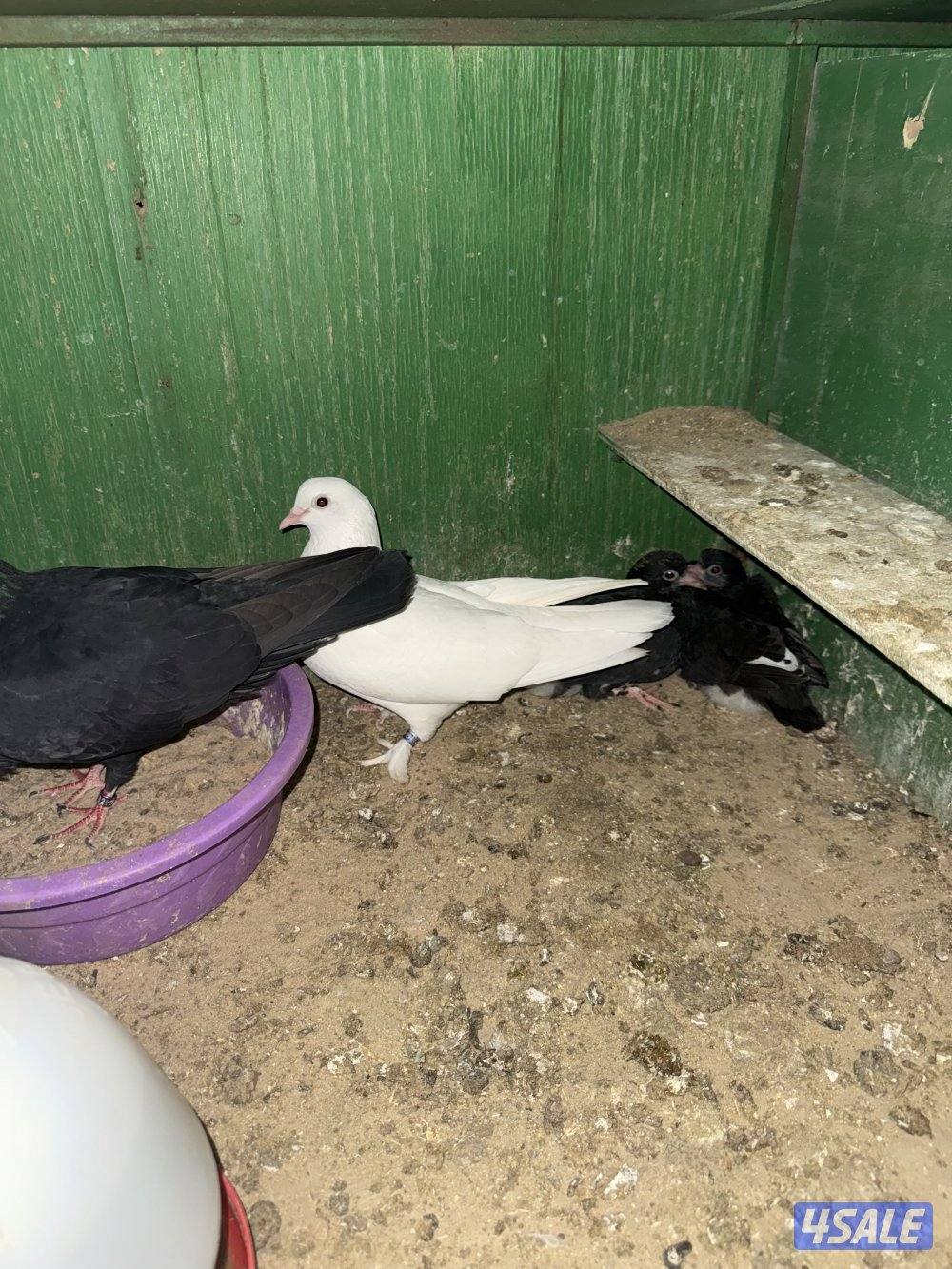 حمام لوت ملاوين1