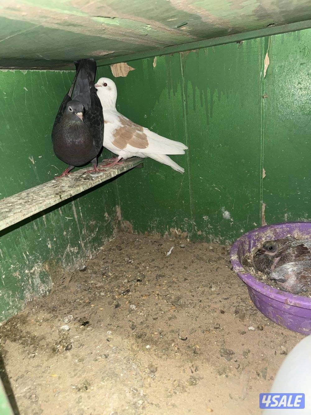 حمام لوت ملاوين2