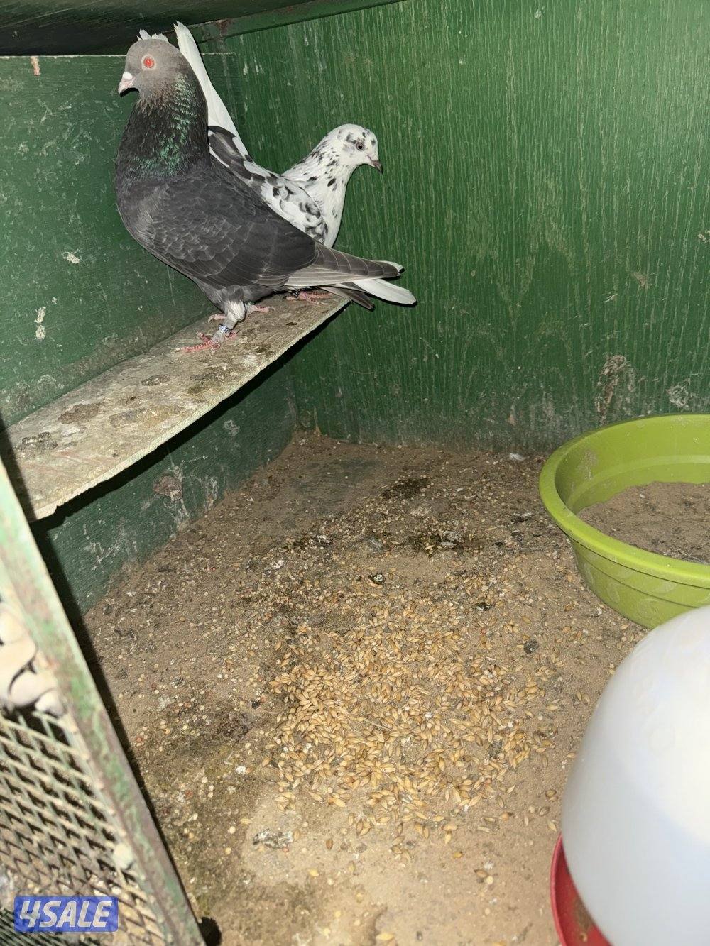 حمام لوت ملاوين3