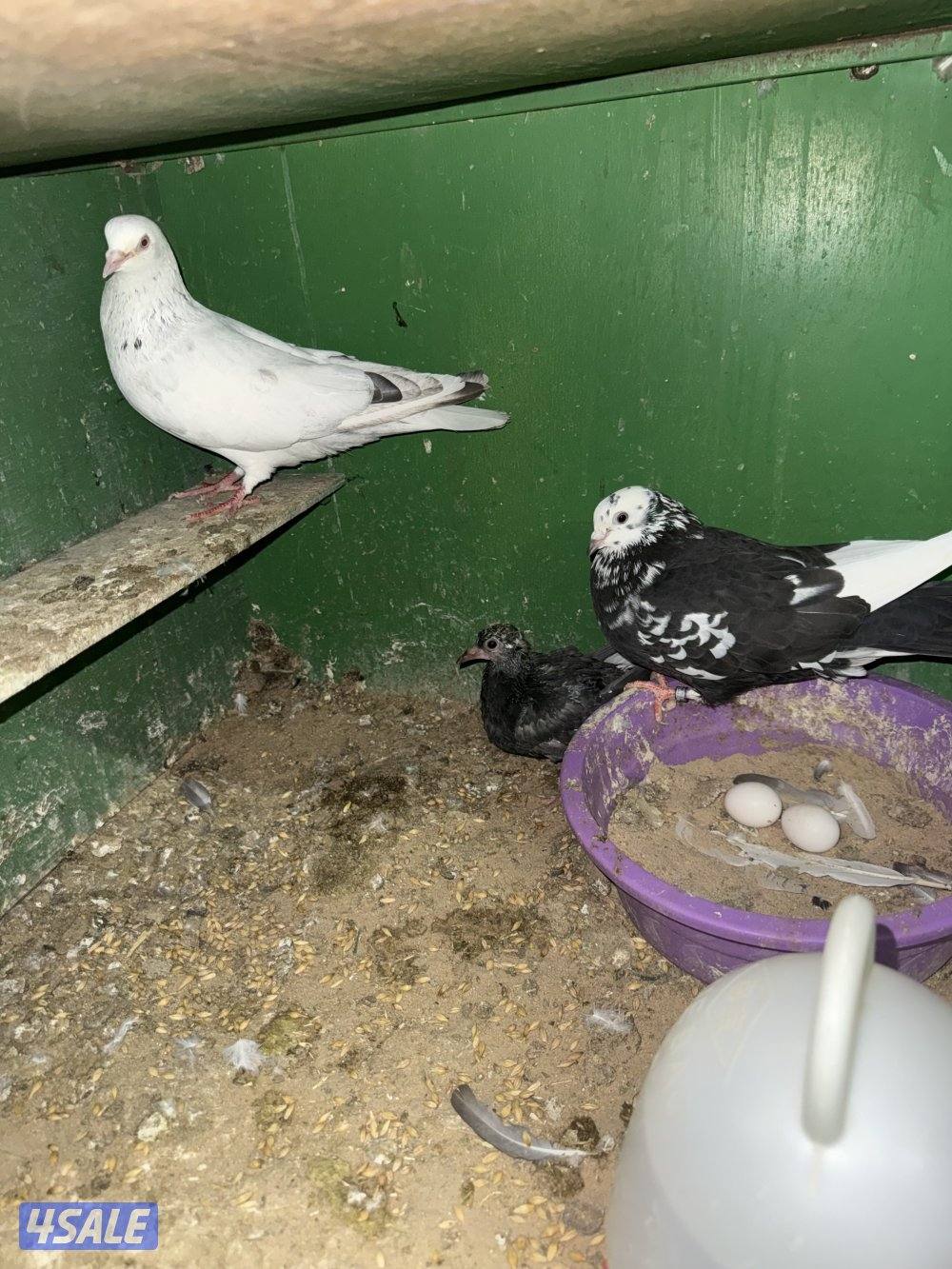 حمام لوت ملاوين4