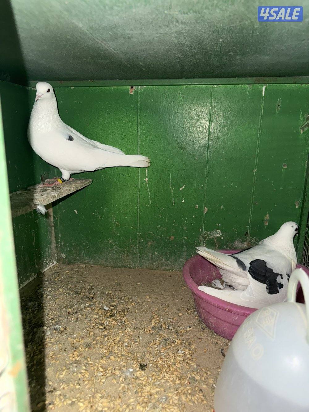 حمام لوت ملاوين5