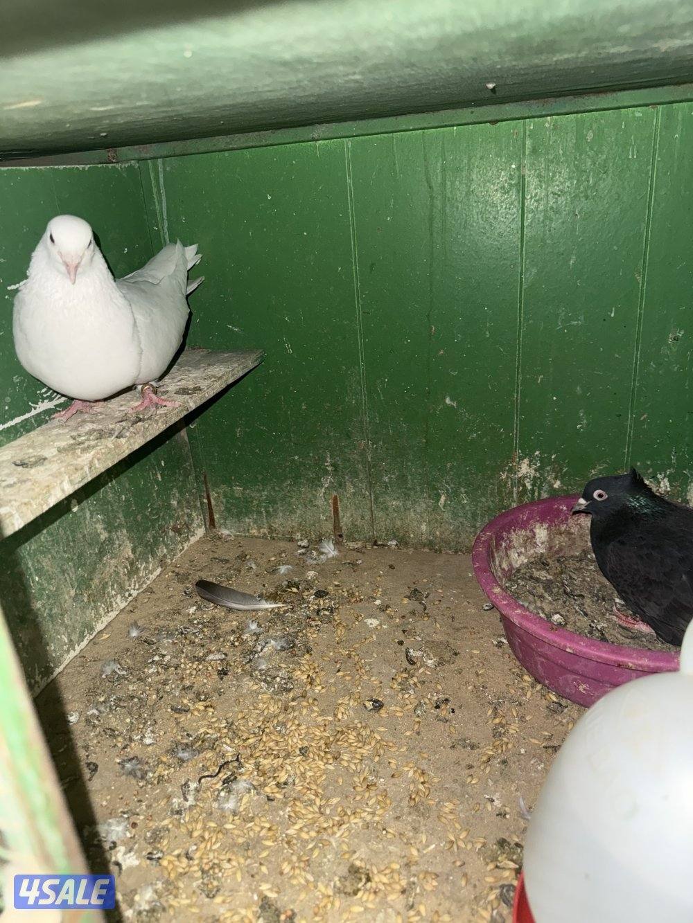 حمام لوت ملاوين6