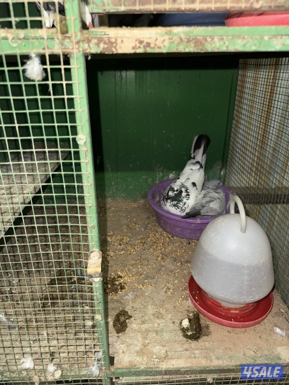 حمام لوت ملاوين7