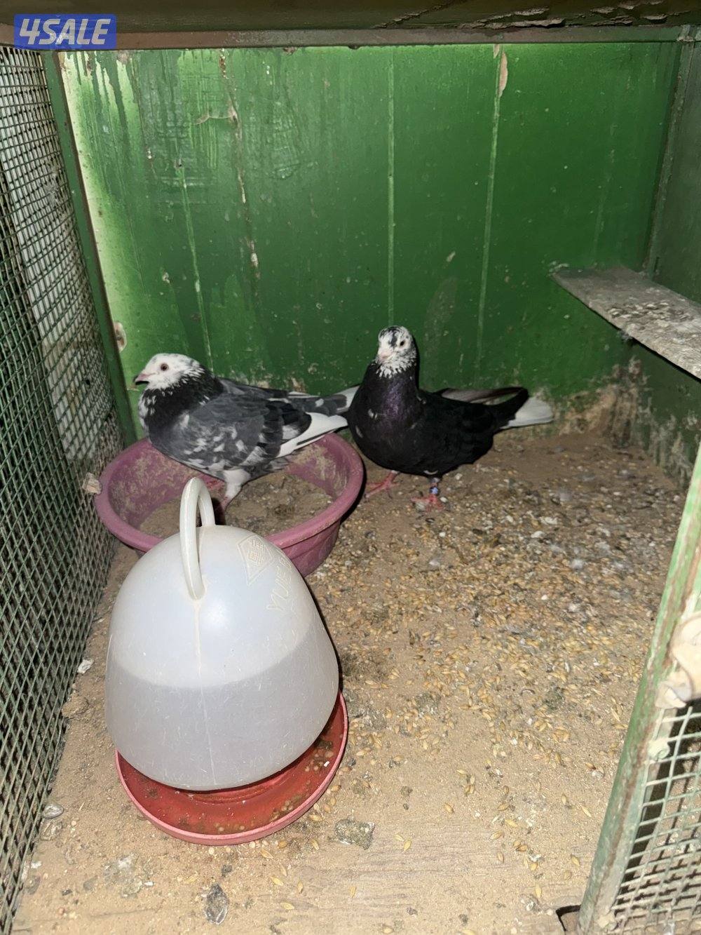 حمام لوت ملاوين8