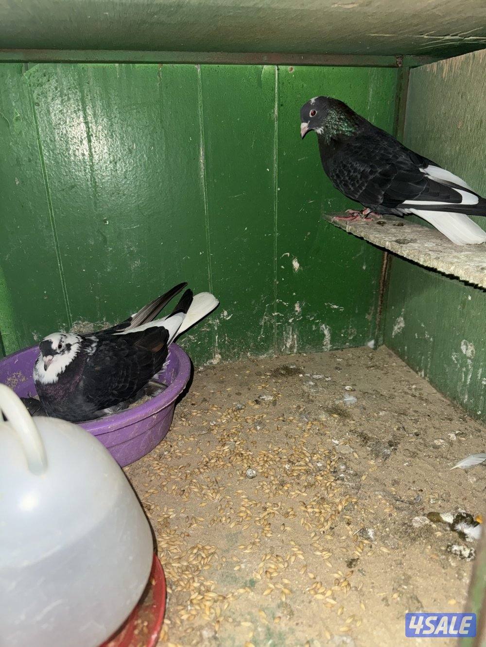 حمام لوت ملاوين9