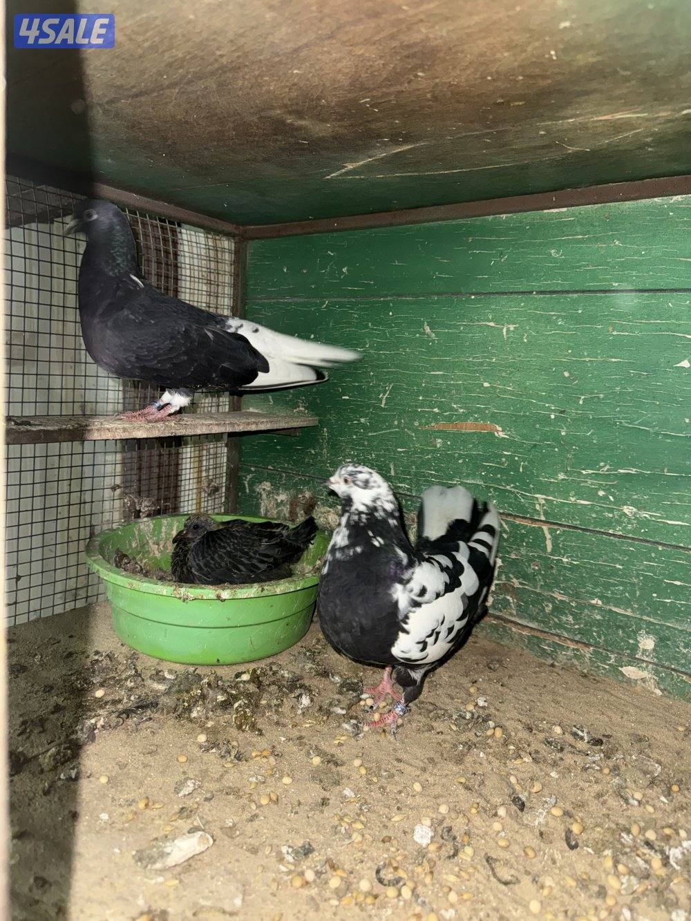 حمام لوت ملاوين10