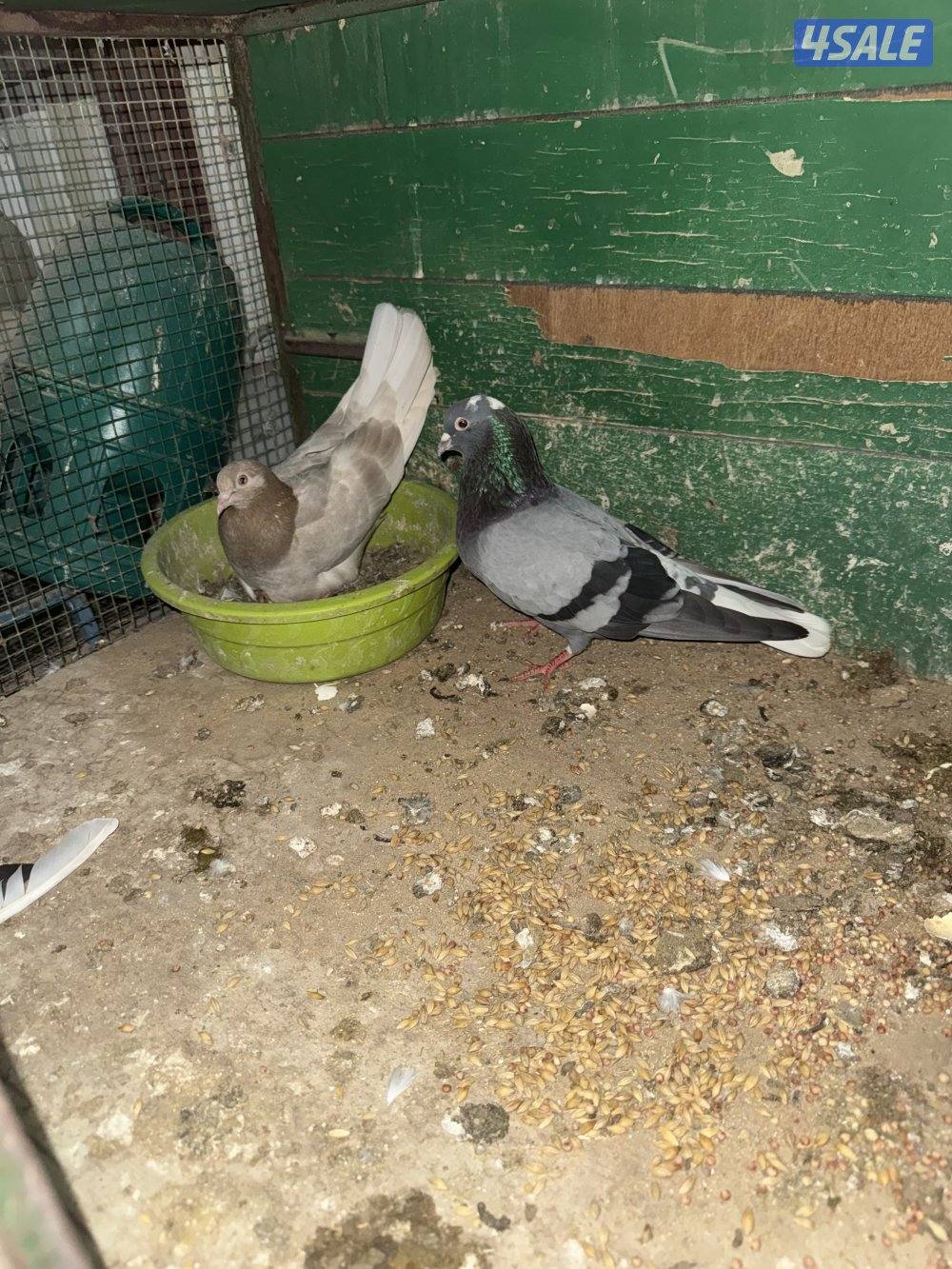 حمام لوت ملاوين11