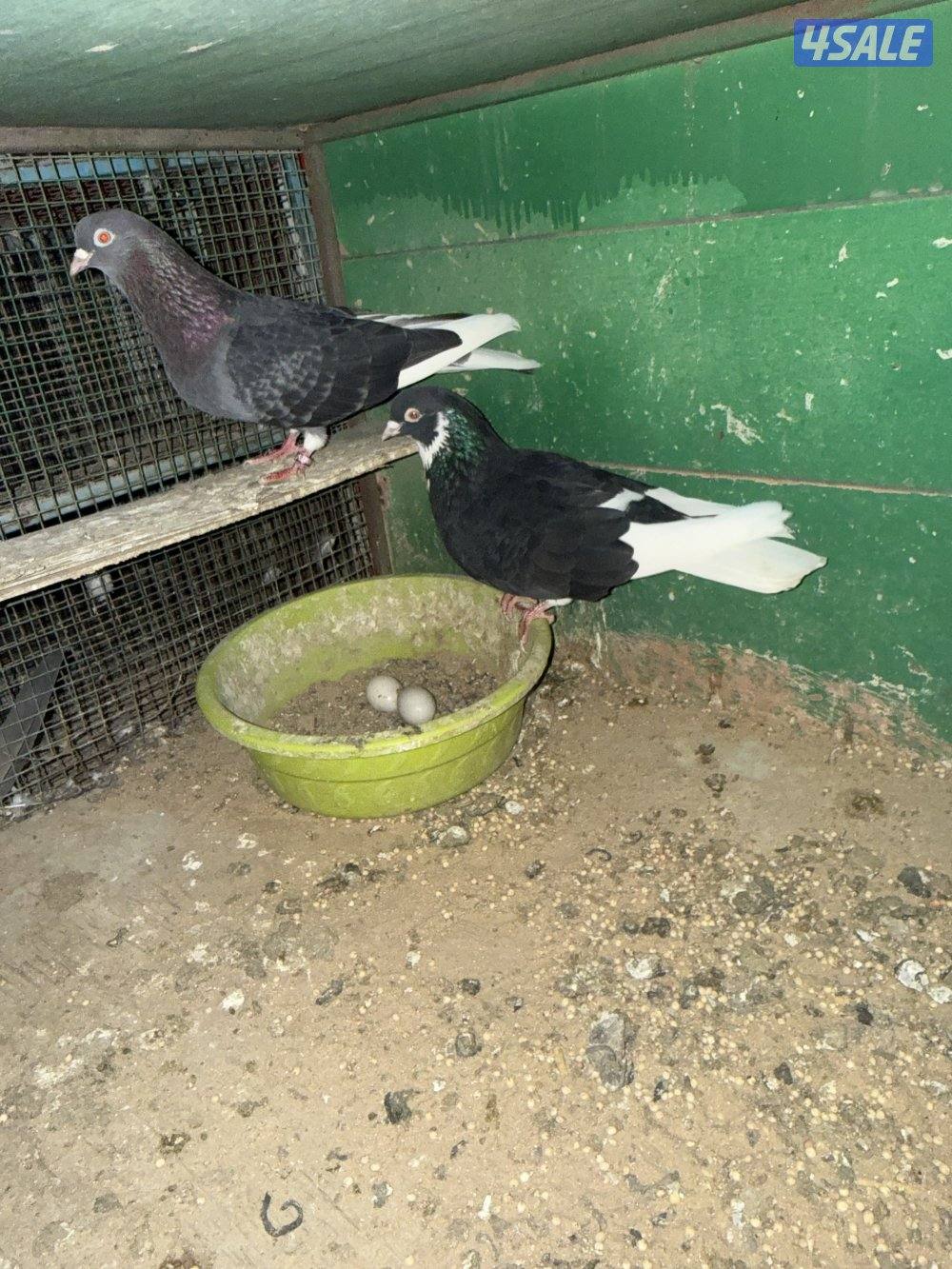 حمام لوت ملاوين12