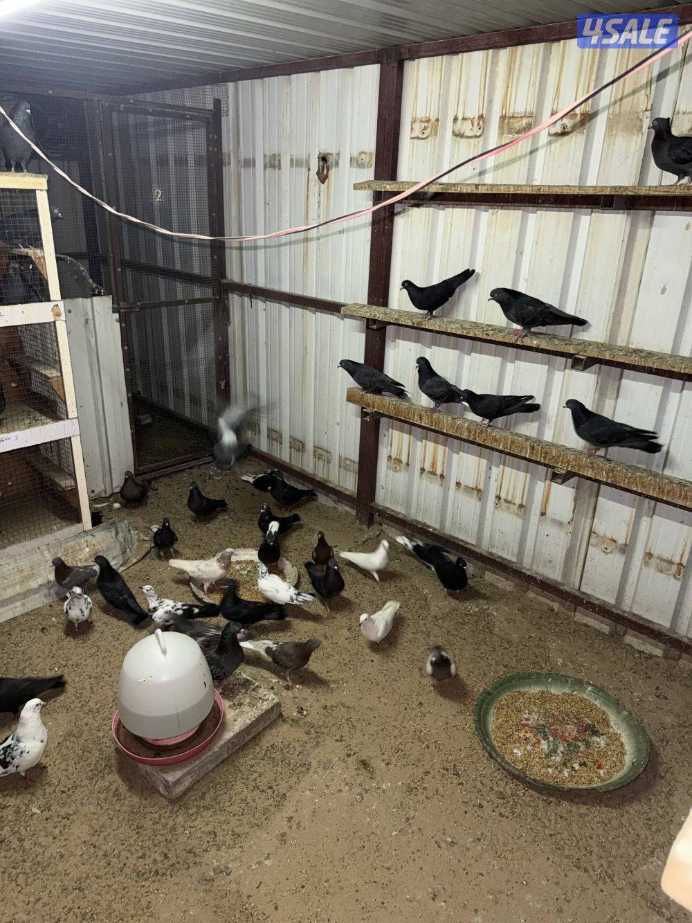 حمام لوت ملاوين13