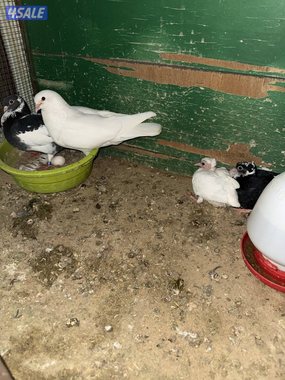 حمام لوت ملاوين14