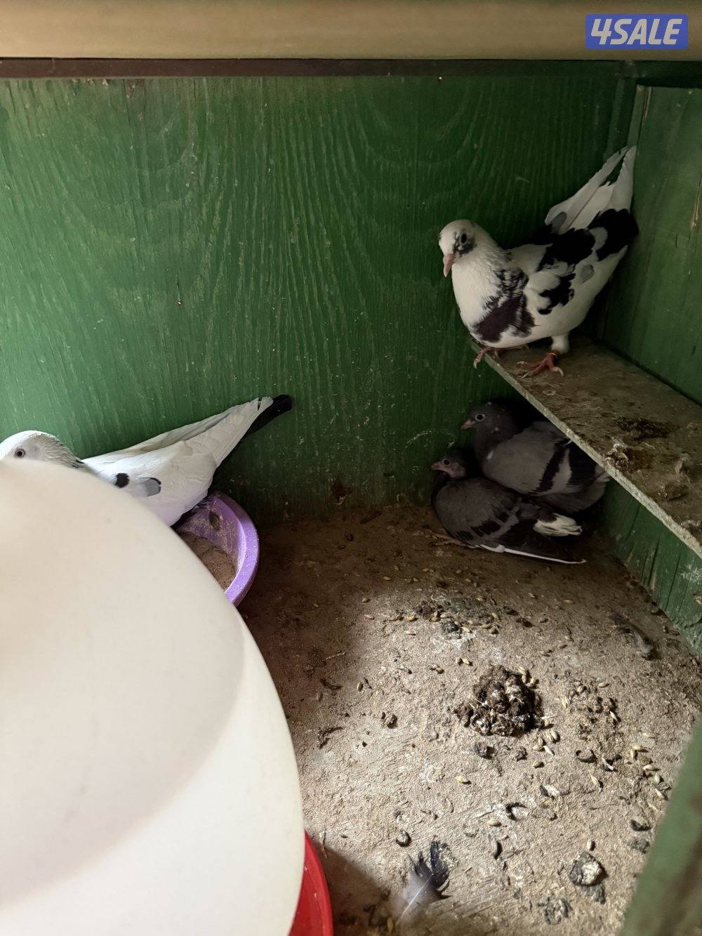 حمام لوت ملاوين15