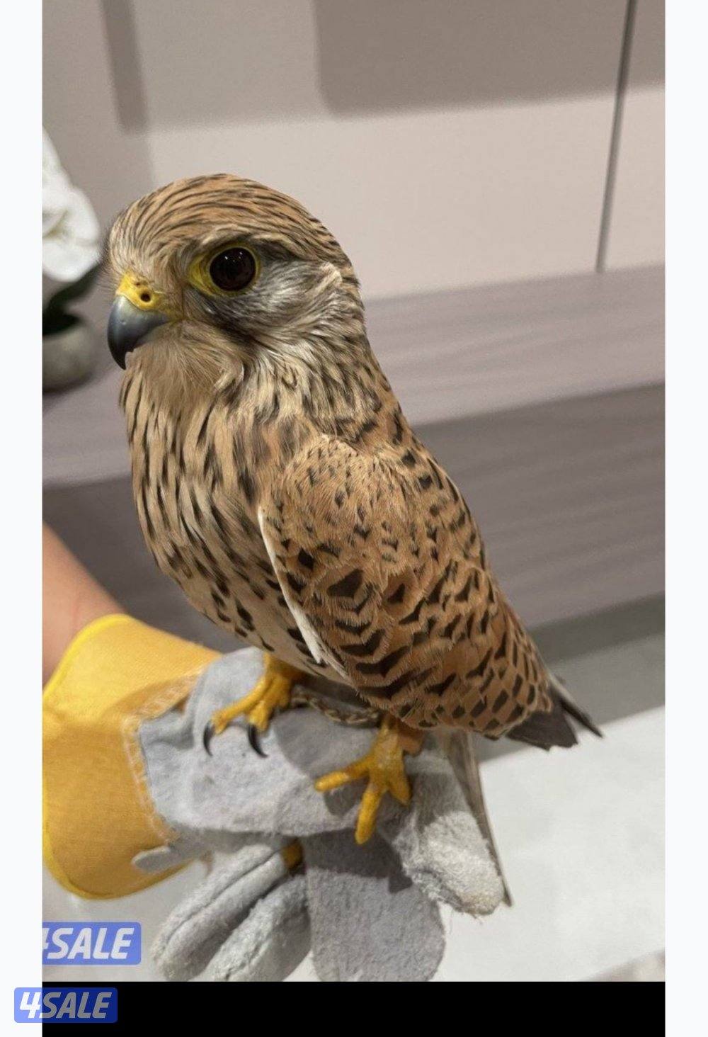 للبيع طير مع اغراضه شرط النظافه0