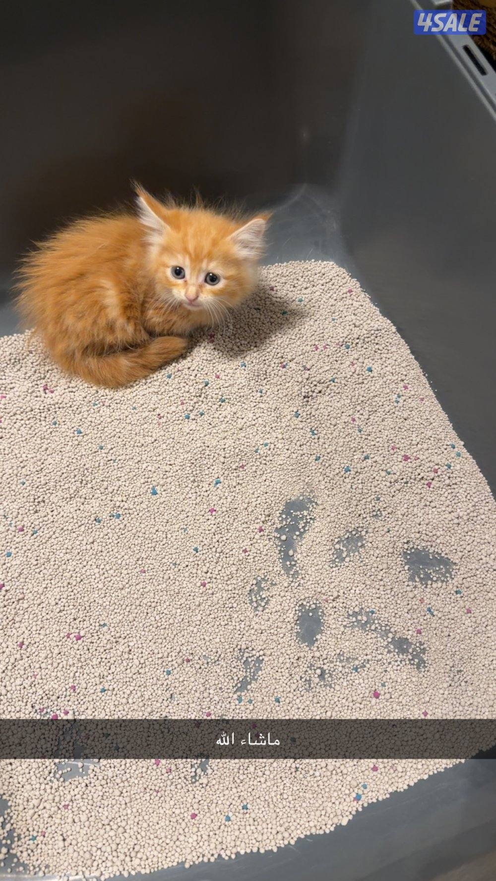 قطوة للبيع شيرازيه عمرها شهرين مطعمه مع أغراضها قابل للمساومة1