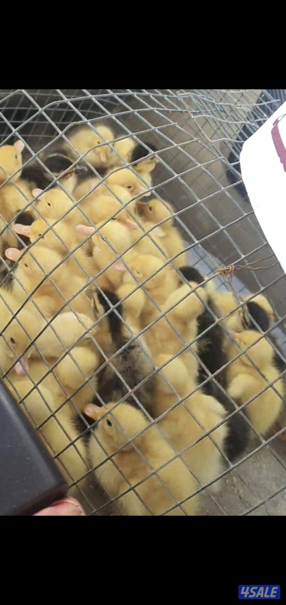 للبيع بط فرنسي0